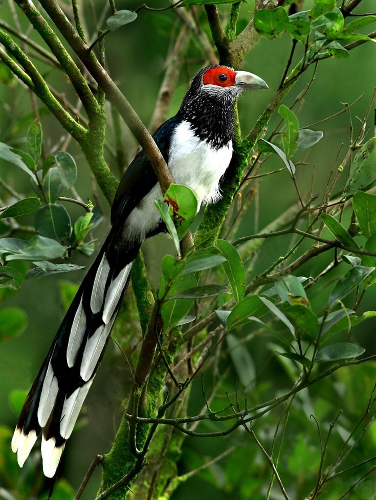 Red-faced Malkoha (Phaenicophaeus pyrrhocephalus) Bird species endemic to Sri Lanka.